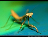 IMG_6250_neo_filtered2
