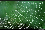 IMG_7129_tp_neo_filtered2