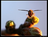 IMG_7209_neo2_filtered