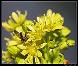 IMG_7217_neo2