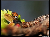 IMG_7221_neo2_filtered