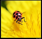 IMG_8695_neo2_filtered_ps