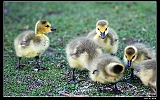 IMG_8830_neo2