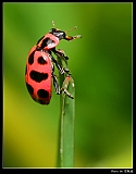 IMG_8943_neo2_filtered