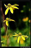 IMG_5033_neo2