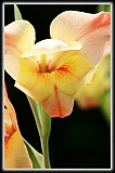 IMG_5433_neo2