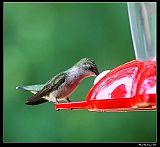 IMG_7495_neo_1_filtered2