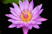 IMG_9686_neo