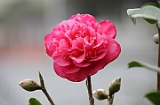 ALiShan
