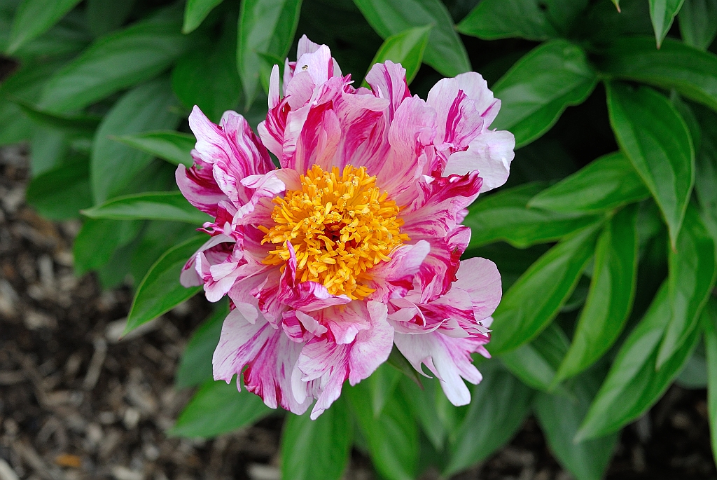 DSC_1691.JPG