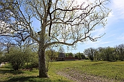 IMG_5236